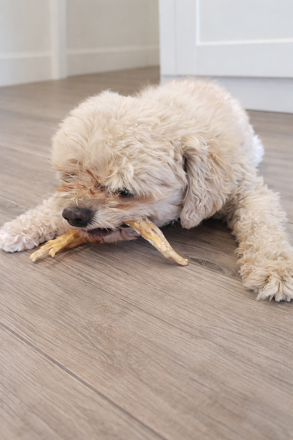 Dehydrated Chicken Feet