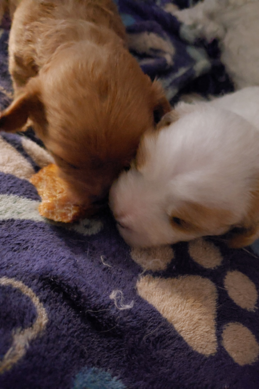 Transitioning Puppies from Kibble to Raw