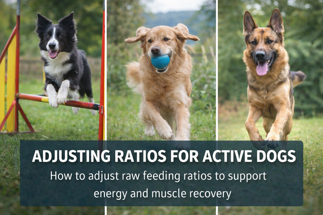 Moderately Active Dogs Adjusting Ratios for Active Dogs – Lazy Dog Mom