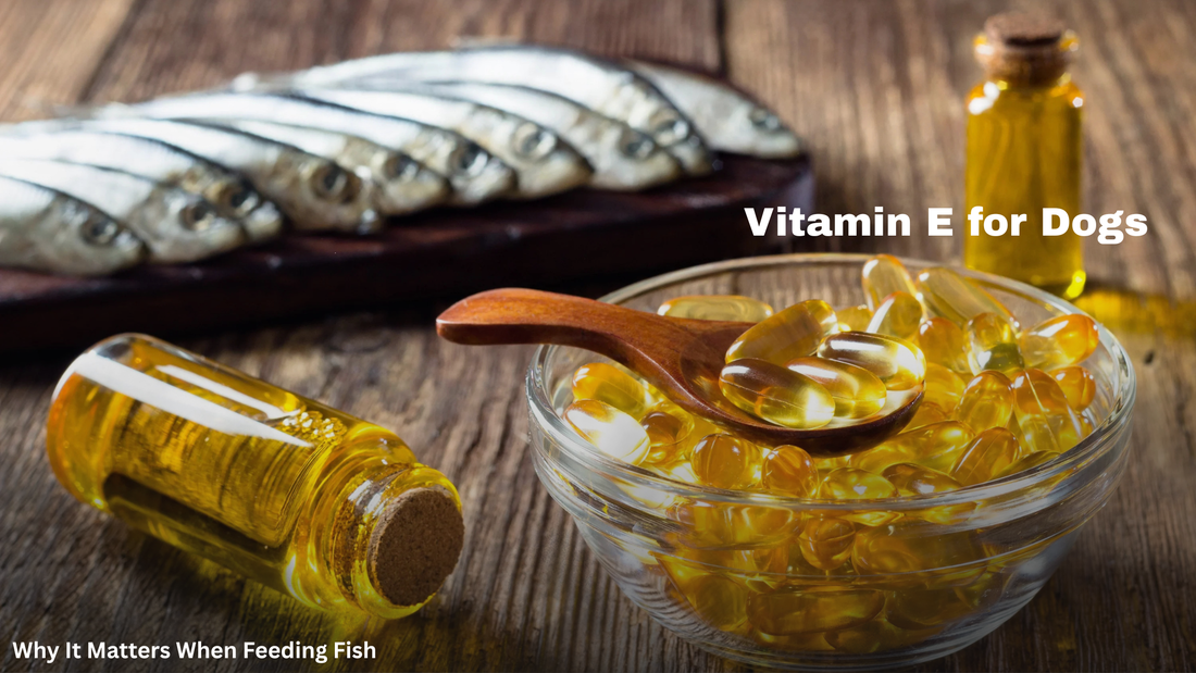 Vitamin E for Dogs: Why It Matters, What It Does, and When to Add It to a Fresh Diet