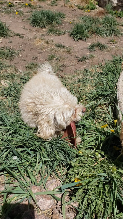 Pig Ear Chews